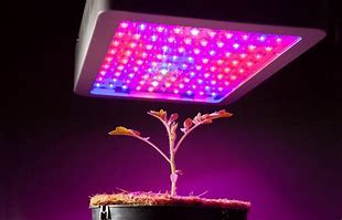 LED-groeilicht voor planten